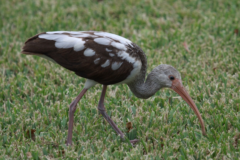 immature ibis